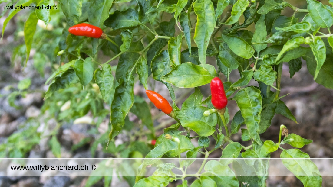 Premiers piments rouges du jardin. Santa Cruz. 9 mars 2023.