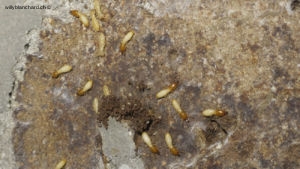 Invasion d'anay (termites) dans les prises électriques. 15 décembre 2022 © Willy BLANCHARD