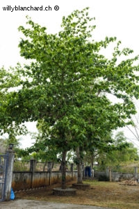 Badamier (Terminalia catappa, tropical almond). Philippines, Camotes Islands. 24 mars 2024 © Willy BLANCHARD