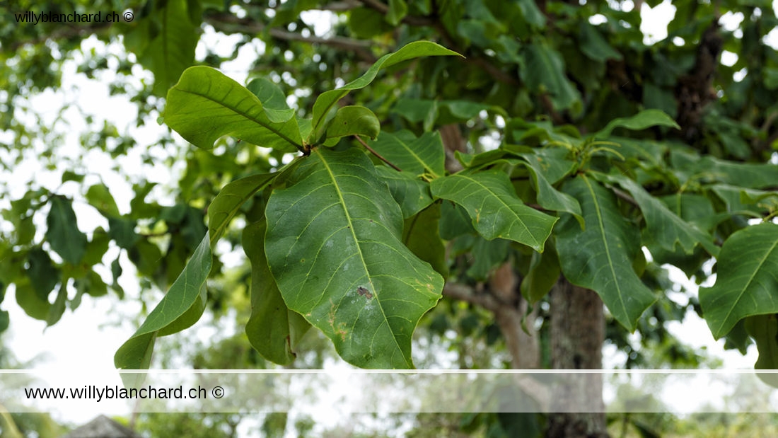 Badamier (Terminalia catappa, tropical almond). Philippines, Camotes Islands. 24 mars 2024 © Willy BLANCHARD