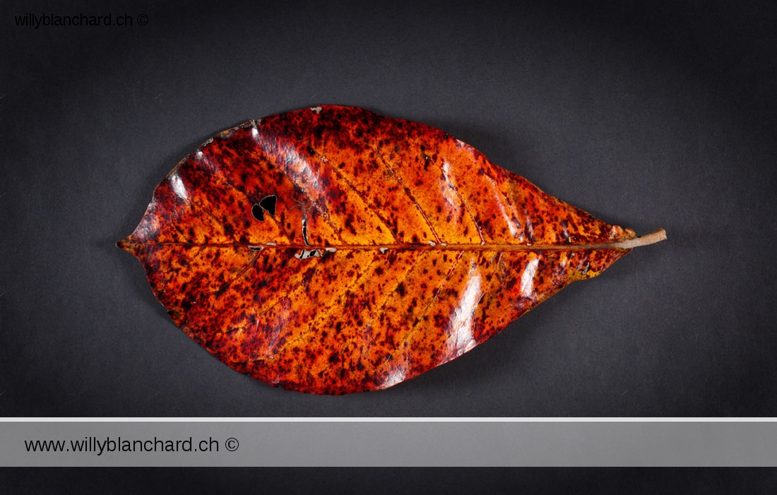 Feuilles mortes de Badamier (Terminalia catappa, tropical almond). 20 février 2024 © Willy BLANCHARD