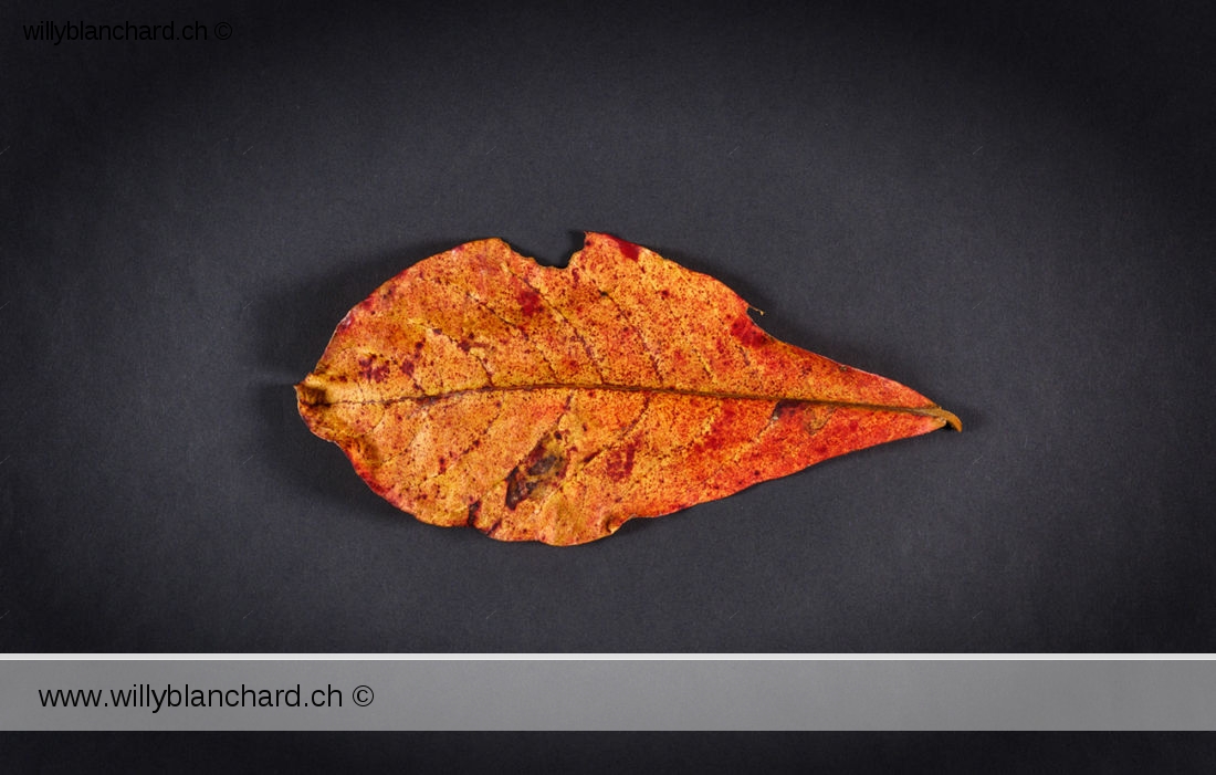 Feuilles mortes de Badamier (Terminalia catappa, tropical almond). 20 février 2024 © Willy BLANCHARD