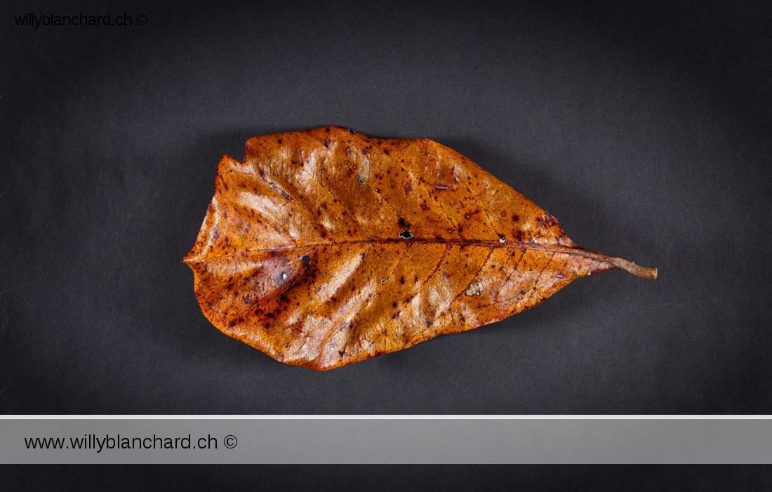 Feuille morte de Badamier (Terminalia catappa, tropical almond). 20 février 2024 © Willy BLANCHARD