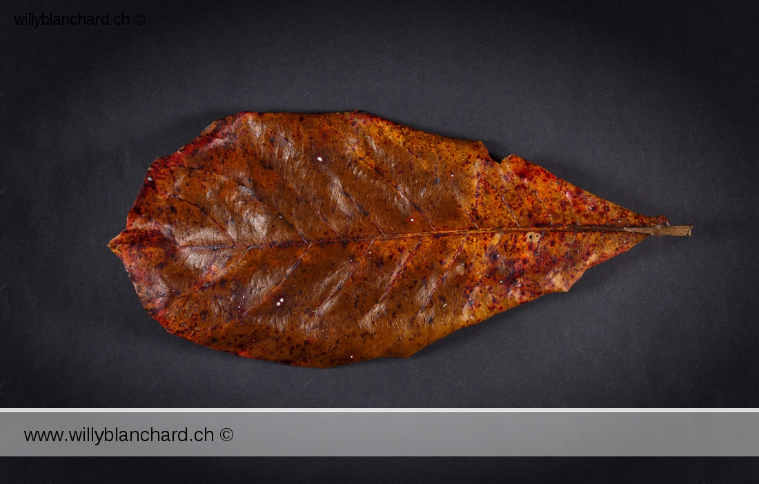 Feuilles mortes de Badamier (Terminalia catappa, tropical almond). 20 février 2024 © Willy BLANCHARD