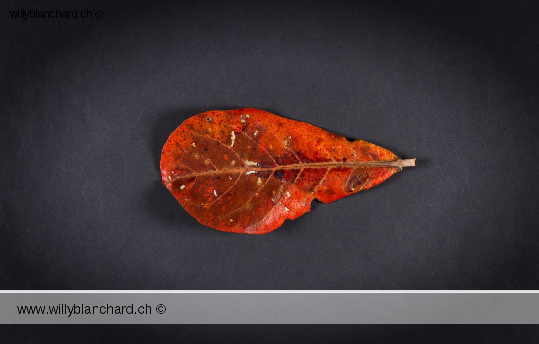 Feuilles mortes de Badamier (Terminalia catappa, tropical almond). 20 février 2024 © Willy BLANCHARD