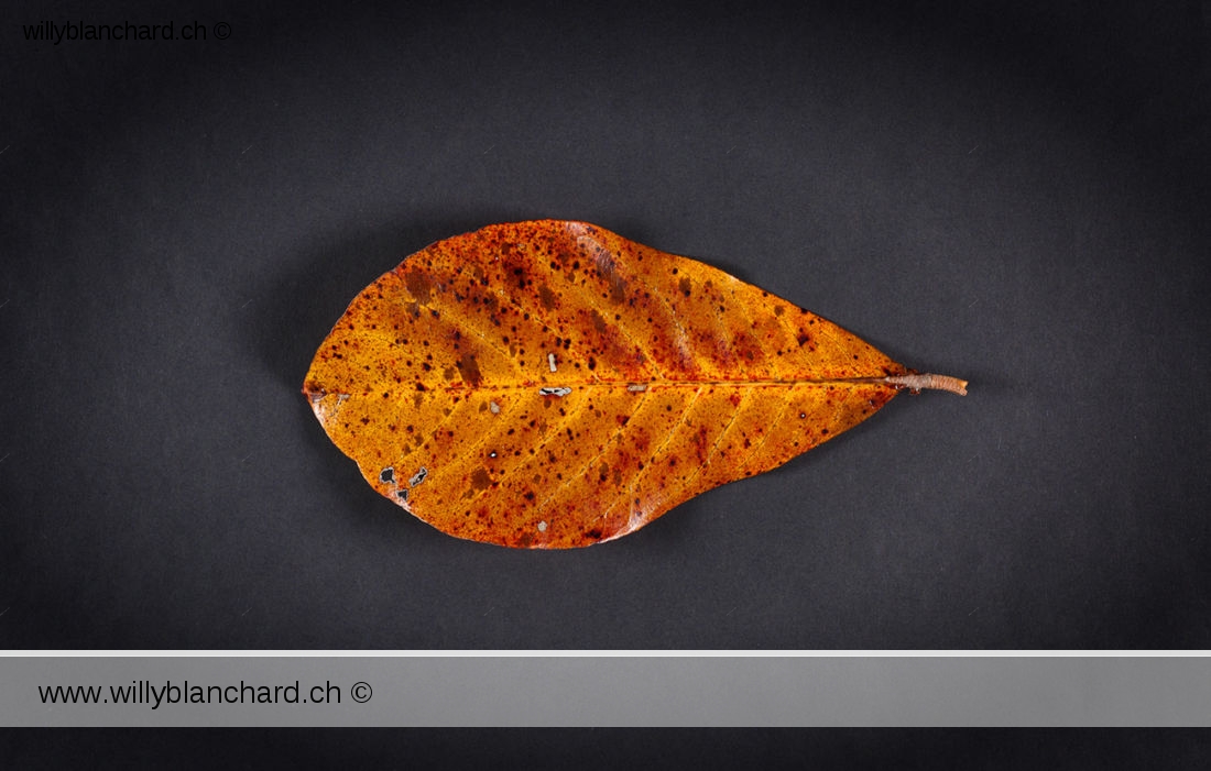 Feuilles mortes de Badamier (Terminalia catappa, tropical almond). 20 février 2024 © Willy BLANCHARD