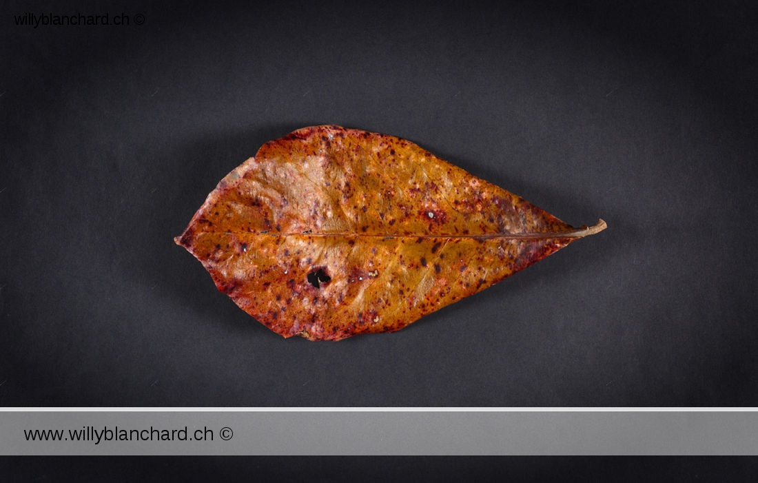 Feuille morte de Badamier (Terminalia catappa, tropical almond). 20 février 2024 © Willy BLANCHARD