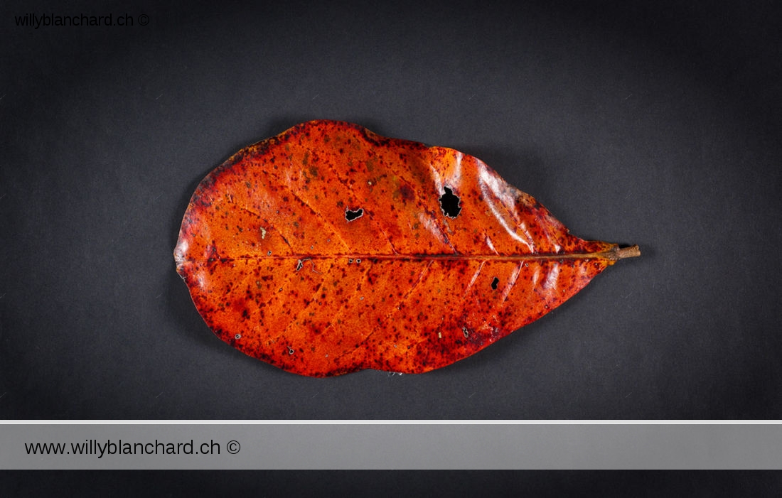 Feuilles mortes de Badamier (Terminalia catappa, tropical almond). 20 février 2024 © Willy BLANCHARD