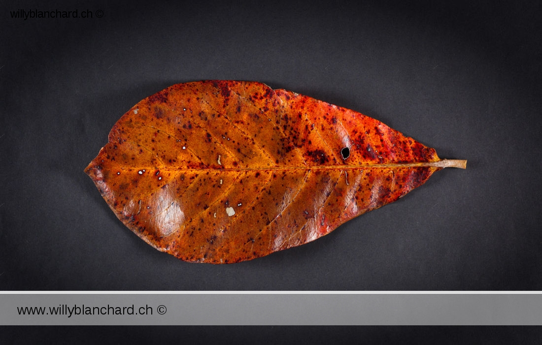 Feuilles mortes de Badamier (Terminalia catappa, tropical almond). 20 février 2024 © Willy BLANCHARD