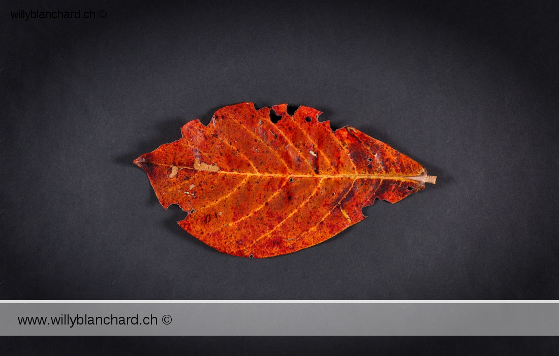 Feuille morte de Badamier (Terminalia catappa, tropical almond). 20 février 2024 © Willy BLANCHARD