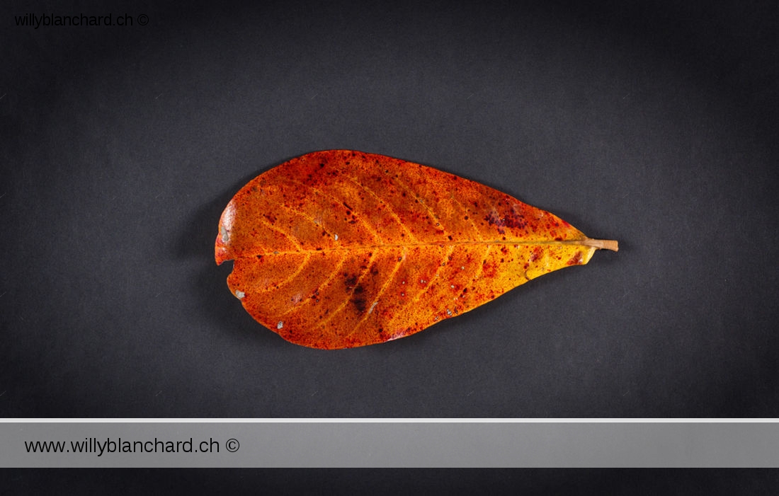 Feuilles mortes de Badamier (Terminalia catappa, tropical almond). 20 février 2024 © Willy BLANCHARD