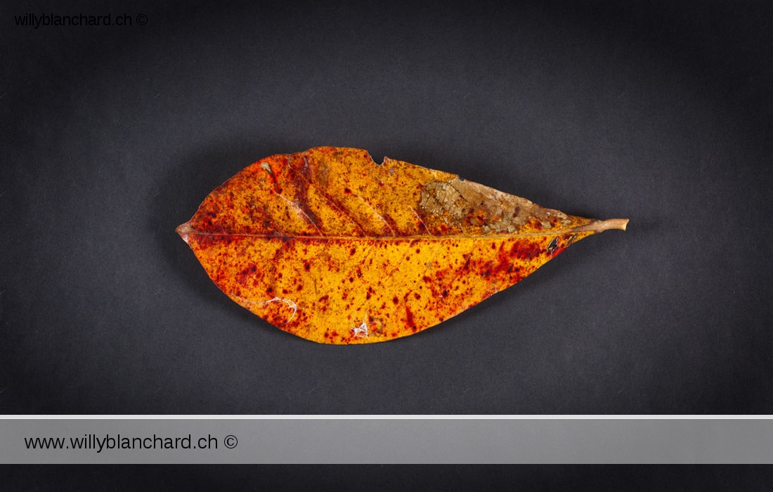 Feuilles mortes de Badamier (Terminalia catappa, tropical almond). 20 février 2024 © Willy BLANCHARD