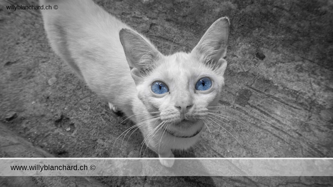 Un chat auquel je n'ai pas résisté à lui laisser la couleur des yeux.
Barangay Lahug, Philippines. 20 janvier 2025 © Willy BLANCHARD