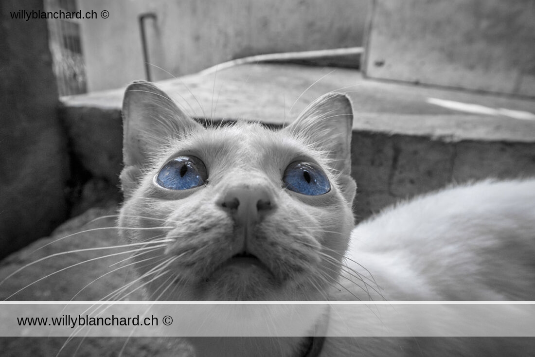 Un chat auquel je n'ai pas résisté à lui laisser la couleur des yeux. Quartier de Lahug, Philippines. 20 janvier 2025 © Willy BLANCHARD